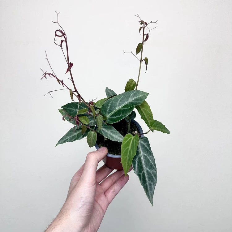 Parthenocissus Amazonica Jungle Vine Cissus P9 #5