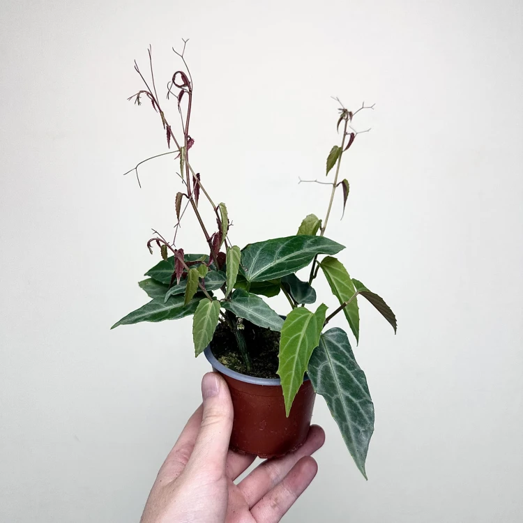 Parthenocissus Amazonica Jungle Vine Cissus P9 #6
