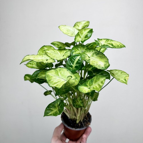 Syngonium Pixie Zroślicha P9 #1