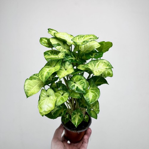Syngonium Pixie Zroślicha P9 #2