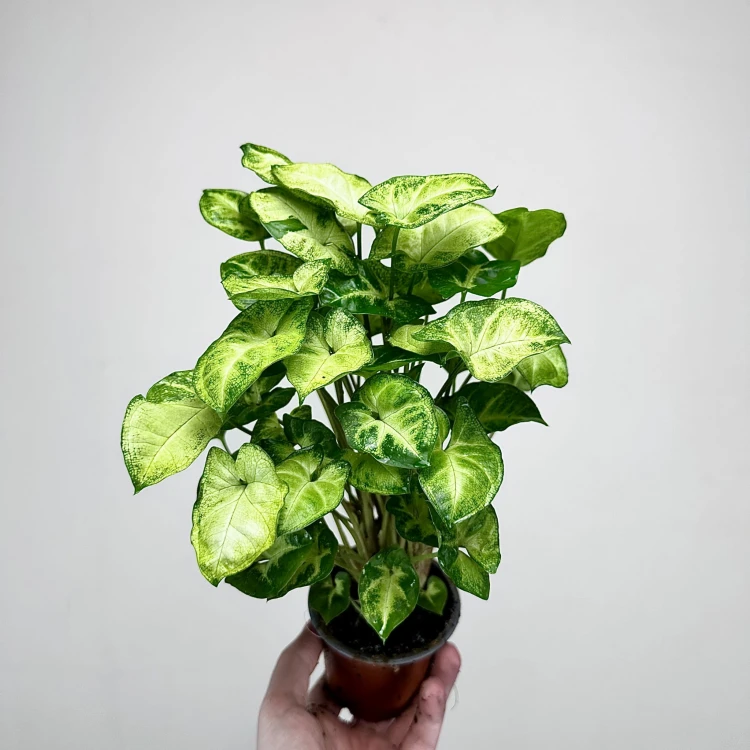 Syngonium Pixie Zroślicha P9 #2