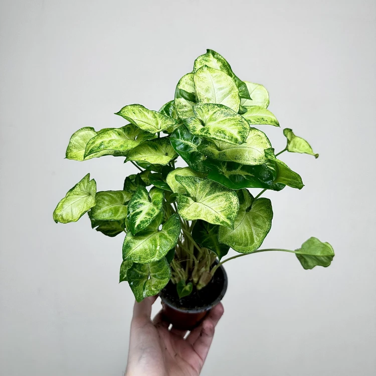 Syngonium Pixie Zroślicha P9 #3