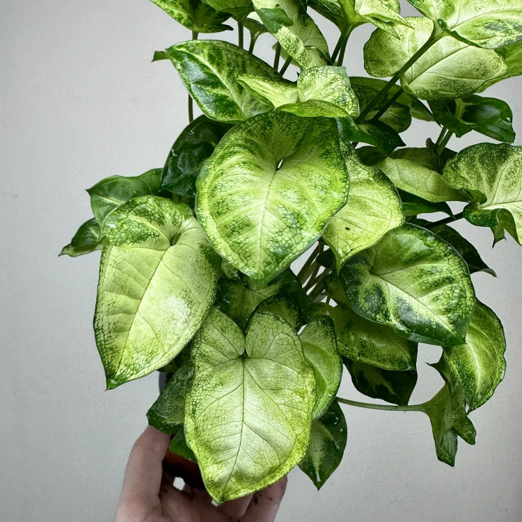 Syngonium Pixie Zroślicha P9 #4