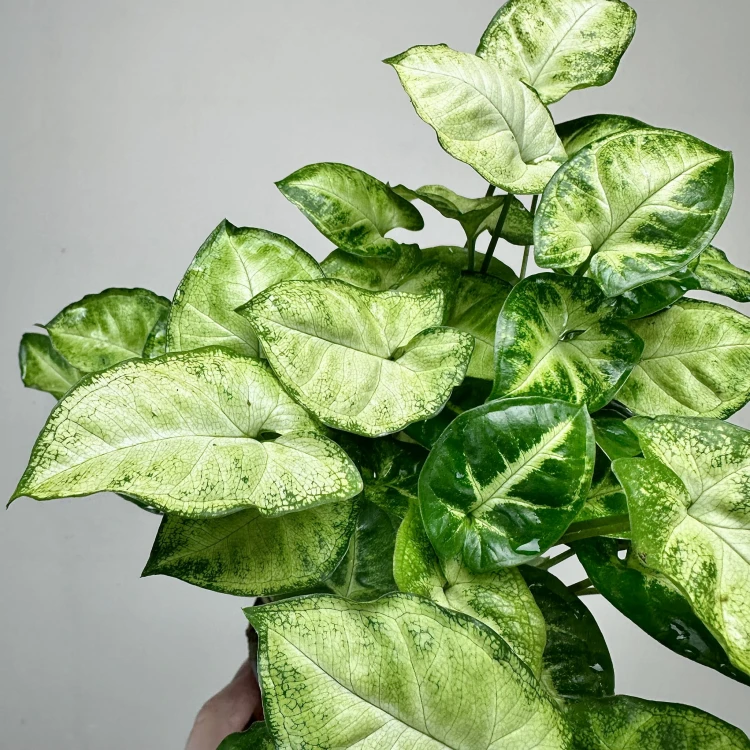 Syngonium Pixie Zroślicha P9 #5