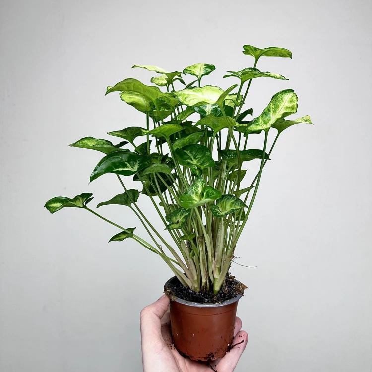 Syngonium Pixie Zroślicha P9 #6