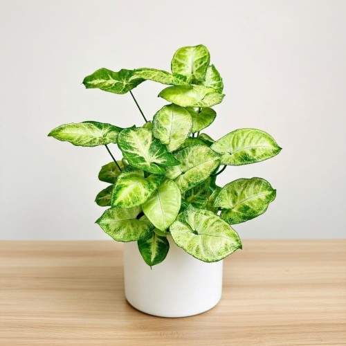 Syngonium Pixie Zroślicha P12 #1