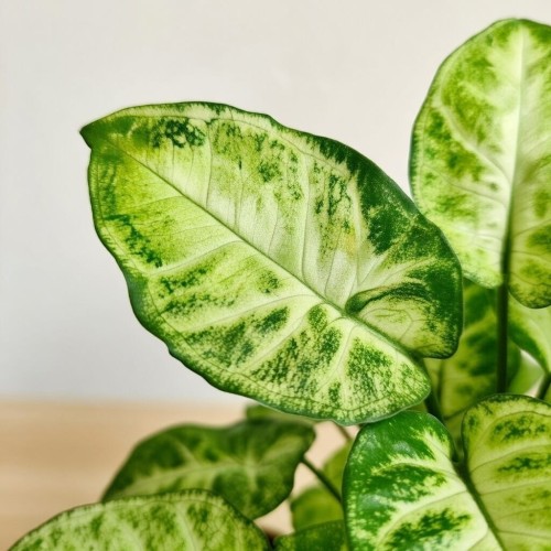 Syngonium Pixie Zroślicha P12 #2