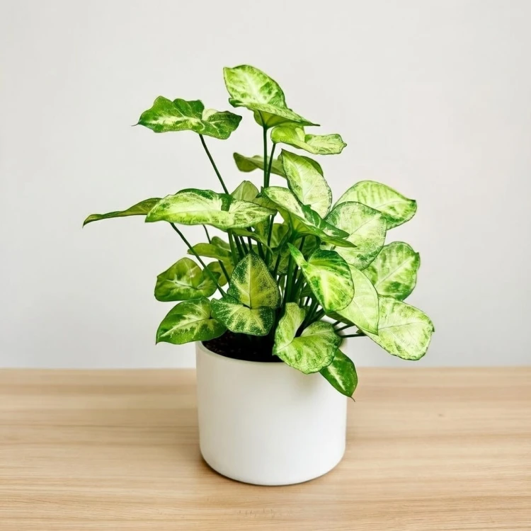 Syngonium Pixie Zroślicha P12 #3