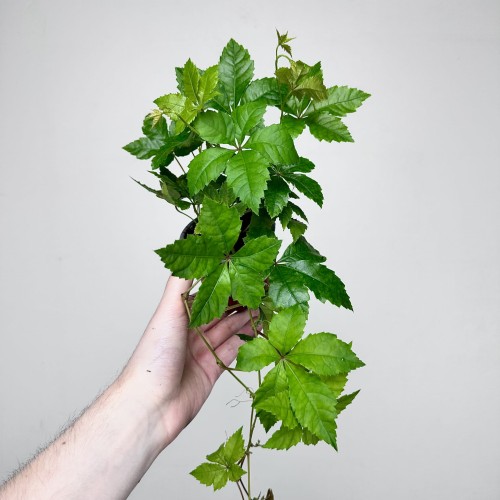 Winobluszcz Parthenocissus P9 #1