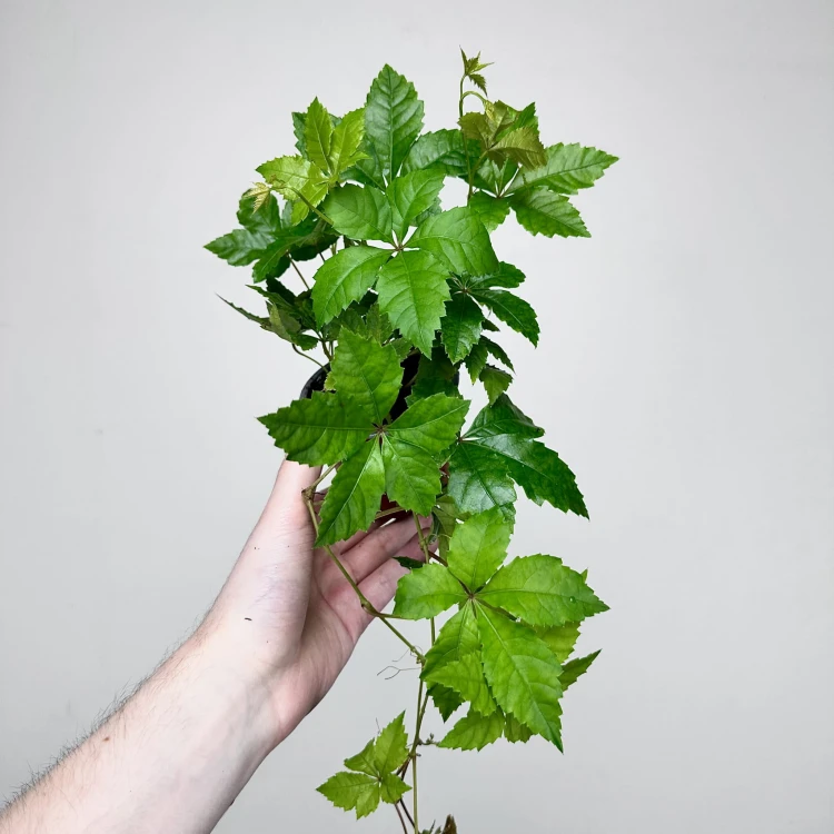 Winobluszcz Parthenocissus P9 #1