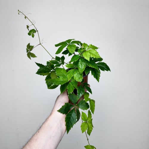Winobluszcz Parthenocissus P9 #2