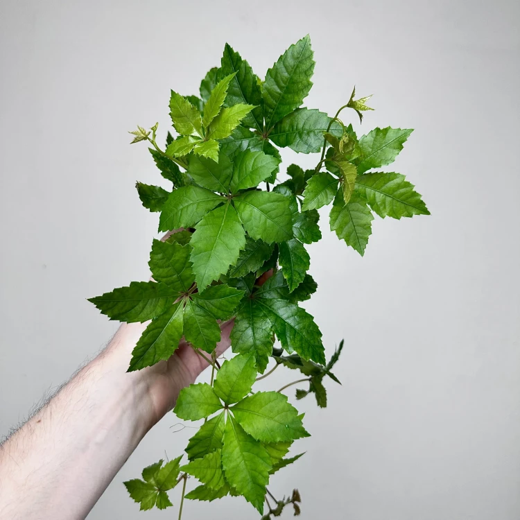 Winobluszcz Parthenocissus P9 #3