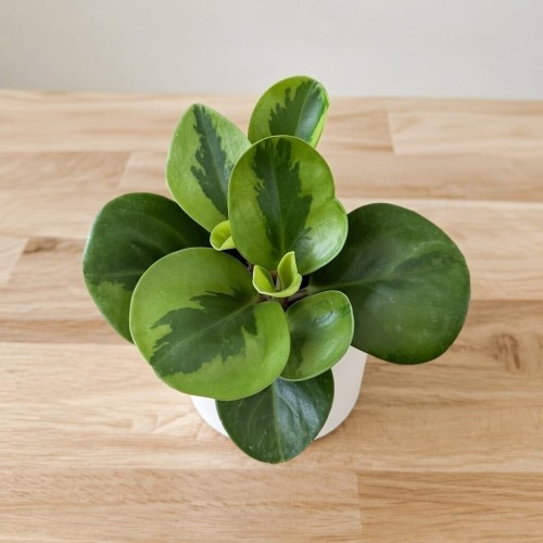 Peperomia obtusifolia Lemon Lime Peperomia tępolistna P9 #1