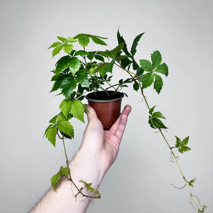 Winobluszcz Parthenocissus P9 #4