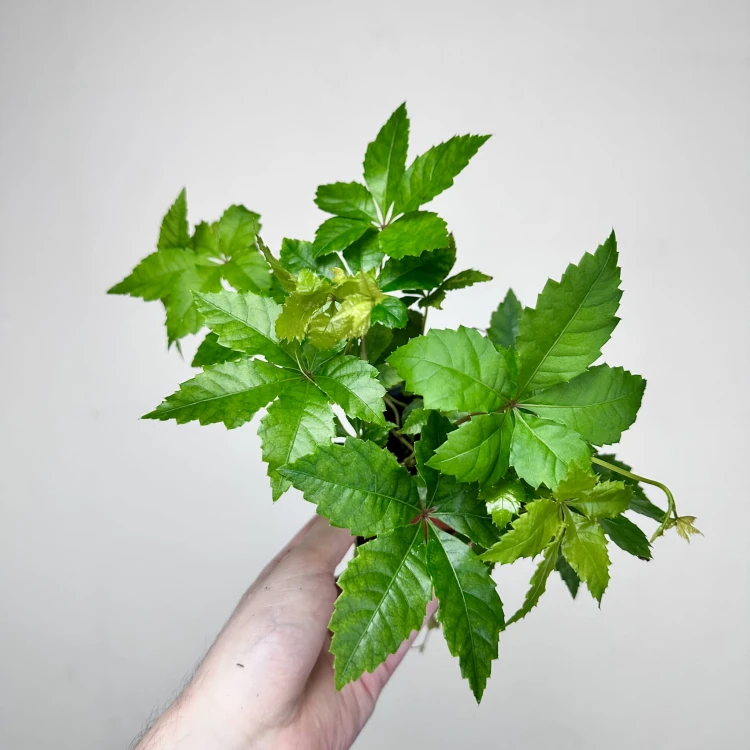 Winobluszcz Parthenocissus P9 #5