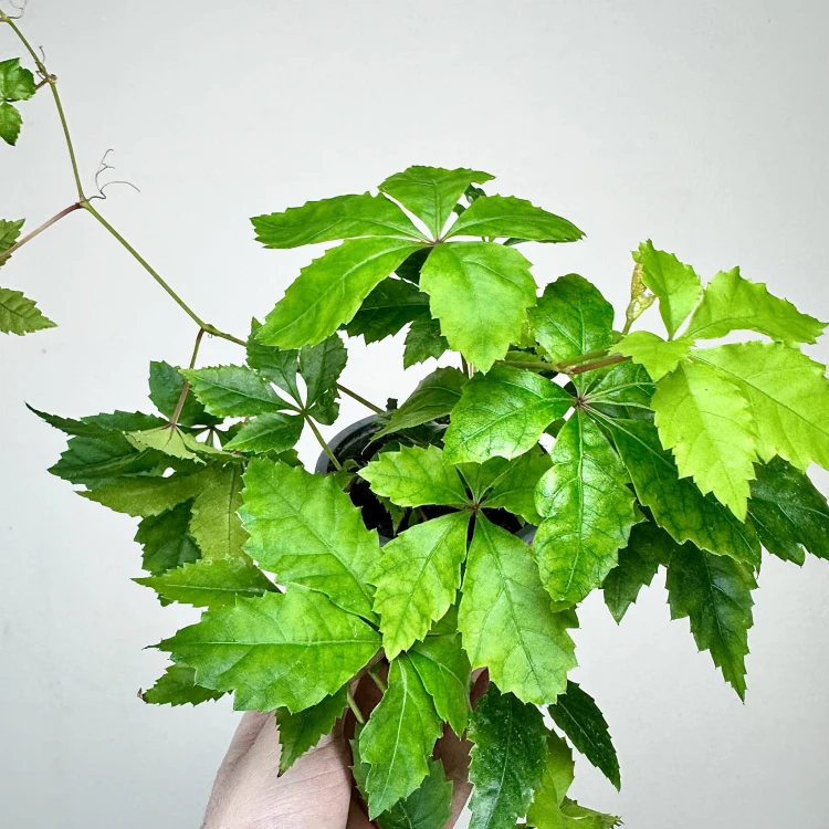 Winobluszcz Parthenocissus P9 #6