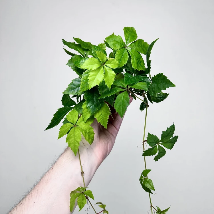 Winobluszcz Parthenocissus P9 #7