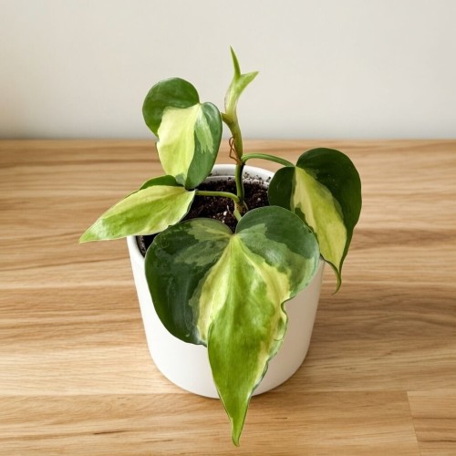 Philodendron Cream Splash Filodendron P9 #1