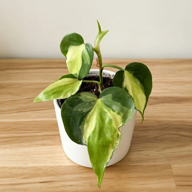 Philodendron Cream Splash Filodendron P9 #1