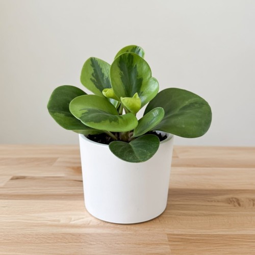 Peperomia obtusifolia Lemon Lime Peperomia tępolistna P9 #2