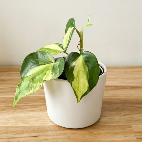Philodendron Cream Splash Filodendron P9 #2