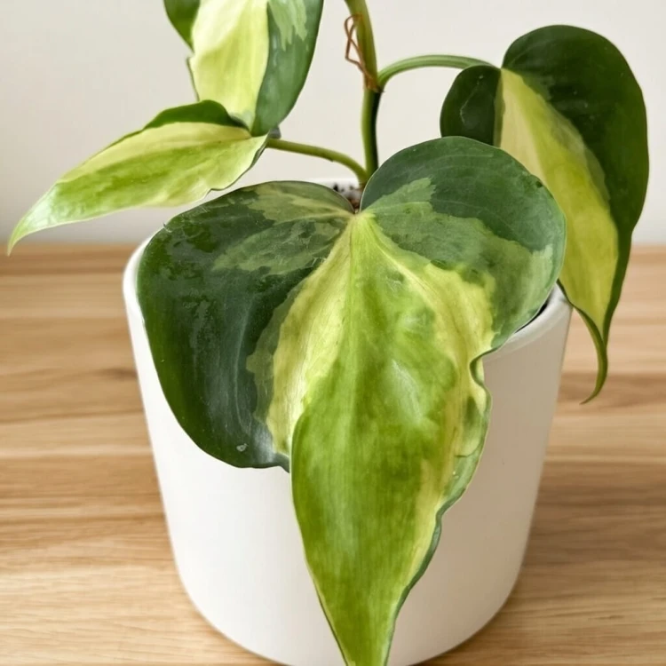 Philodendron Cream Splash Filodendron P9 #3