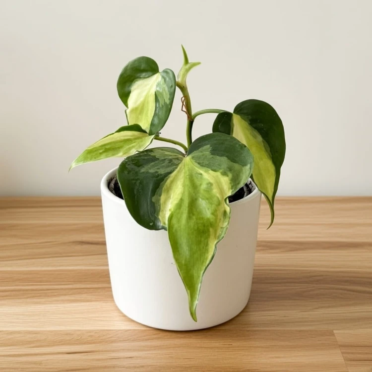 Philodendron Cream Splash Filodendron P9 #4