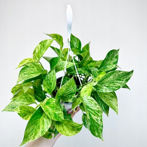Epipremnum aureum Marble Queen P15 wisząca #1