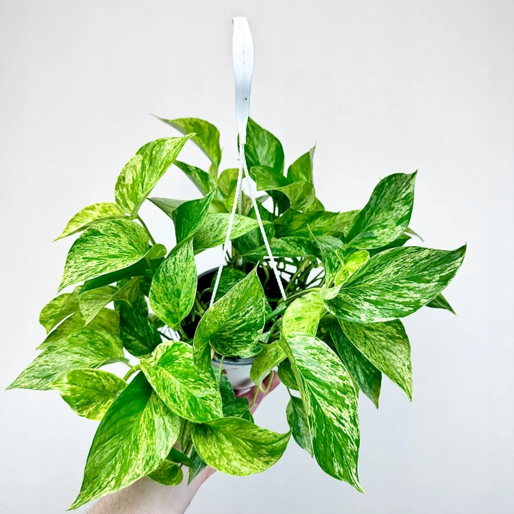 Epipremnum aureum Marble Queen P15 wisząca #1