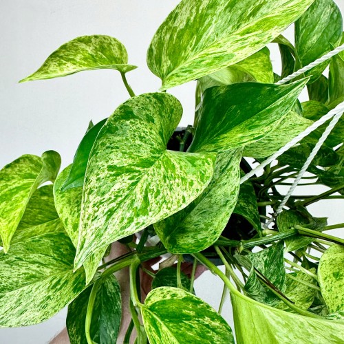 Epipremnum aureum Marble Queen P15 wisząca #2