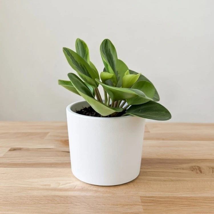 Peperomia obtusifolia Lemon Lime Peperomia tępolistna P9 #3