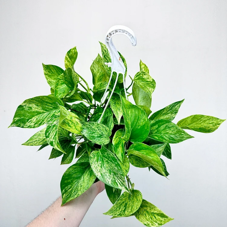 Epipremnum aureum Marble Queen P15 wisząca #3