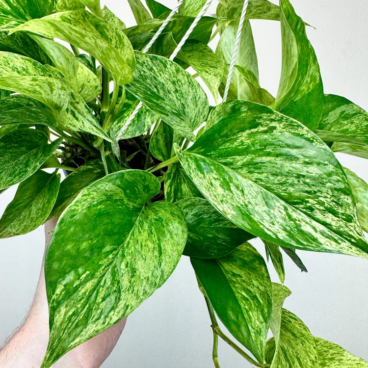 Epipremnum aureum Marble Queen P15 wisząca #4