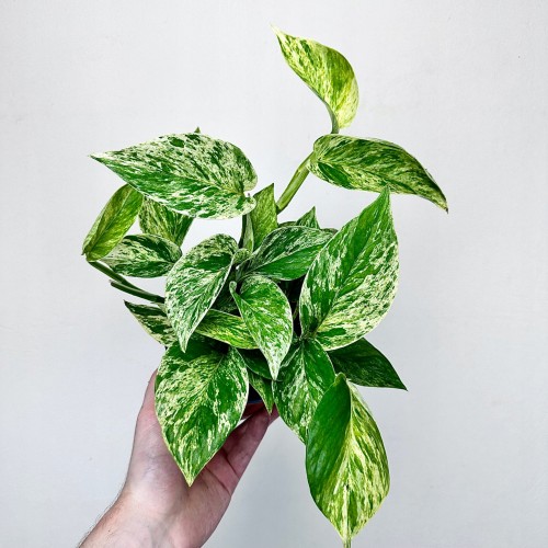 Epipremnum aureum Marble Queen P12 #1