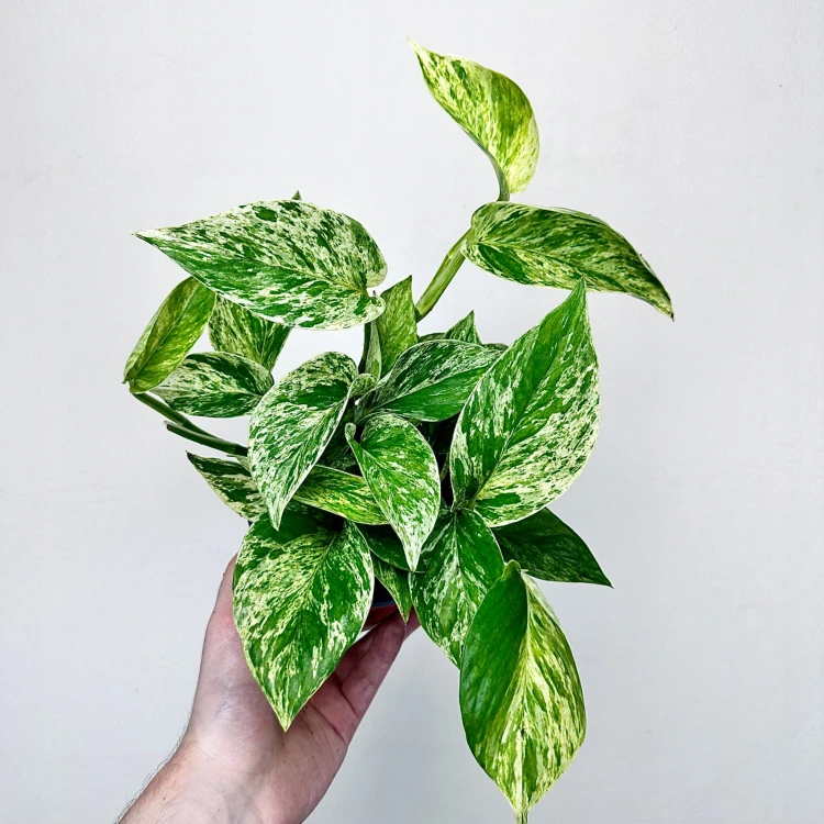 Epipremnum aureum Marble Queen P12 #1