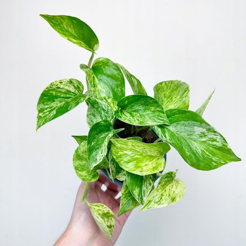 Epipremnum aureum Marble Queen P12 #2