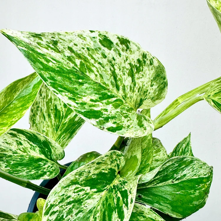 Epipremnum aureum Marble Queen P12 #3
