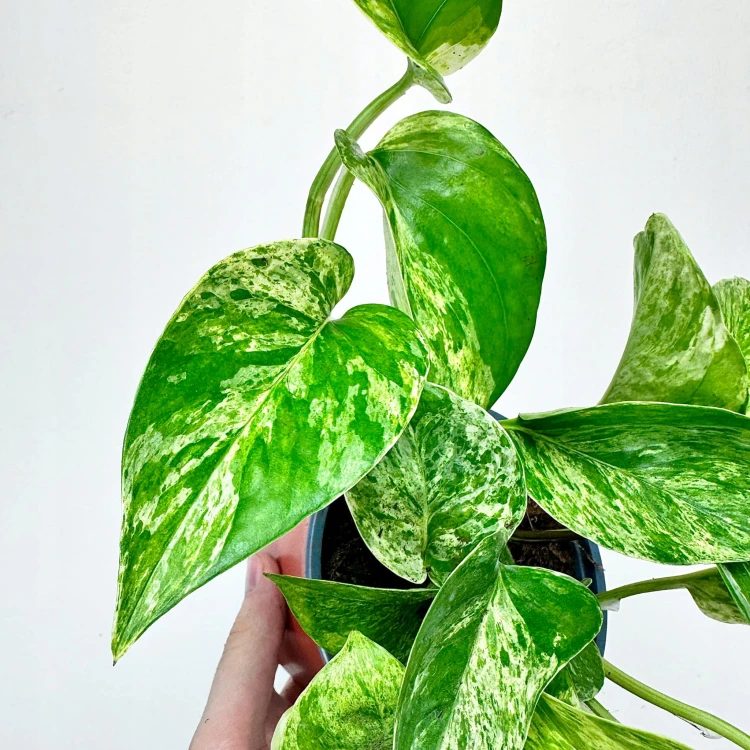 Epipremnum aureum Marble Queen P12 #4