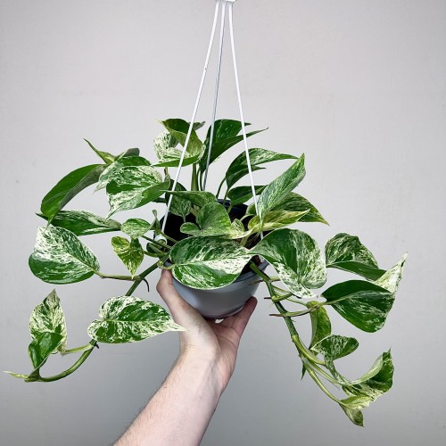 Epipremnum aureum Marble Queen P17 wisząca #1