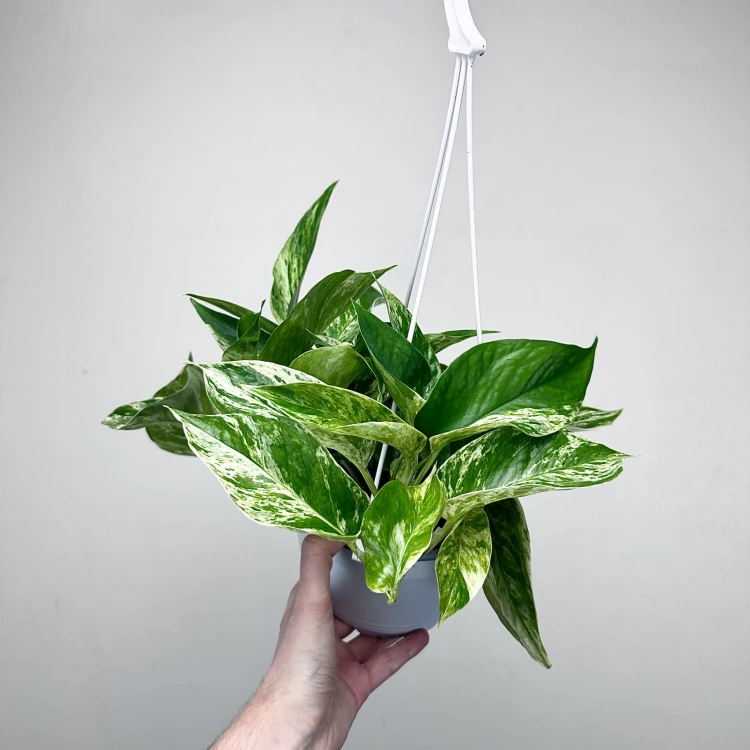 Epipremnum aureum Marble Queen P17 wisząca #3