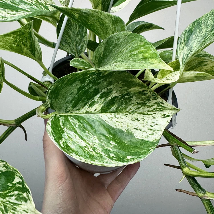 Epipremnum aureum Marble Queen P17 wisząca #4