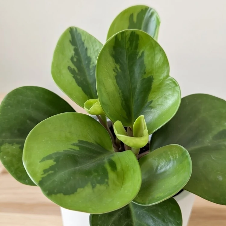 Peperomia obtusifolia Lemon Lime Peperomia tępolistna P9 #4