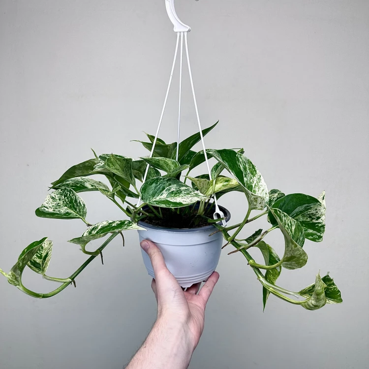 Epipremnum aureum Marble Queen P17 wisząca #5
