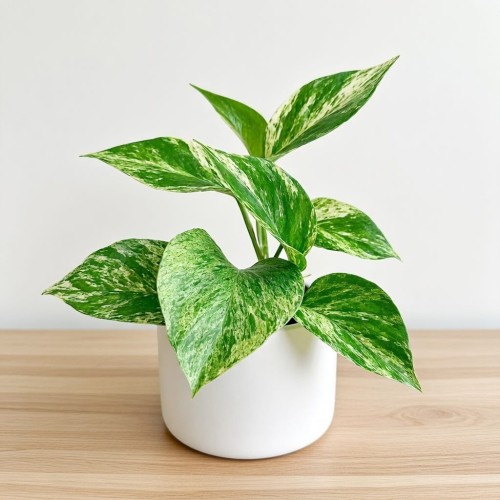 Epipremnum aureum Marble Queen P9 #1