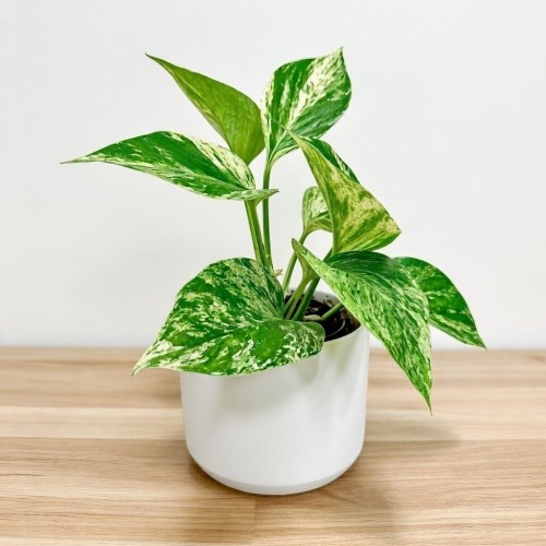 Epipremnum aureum Marble Queen P9 #2