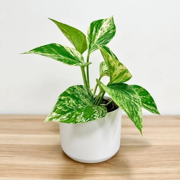 Epipremnum aureum Marble Queen P9 #2