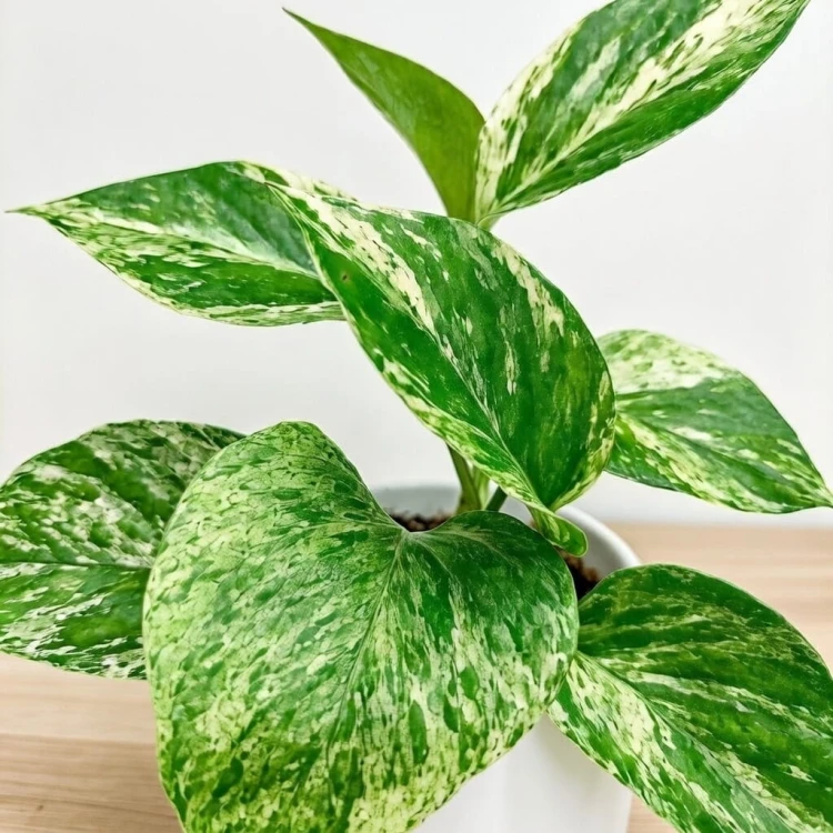 Epipremnum aureum Marble Queen P9 #3