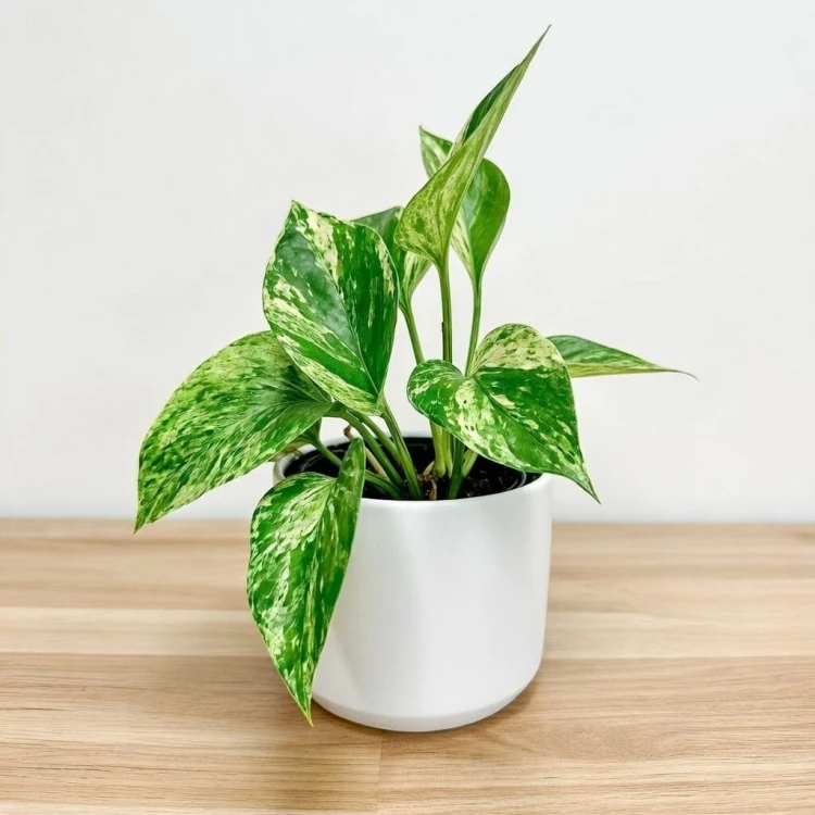 Epipremnum aureum Marble Queen P9 #4