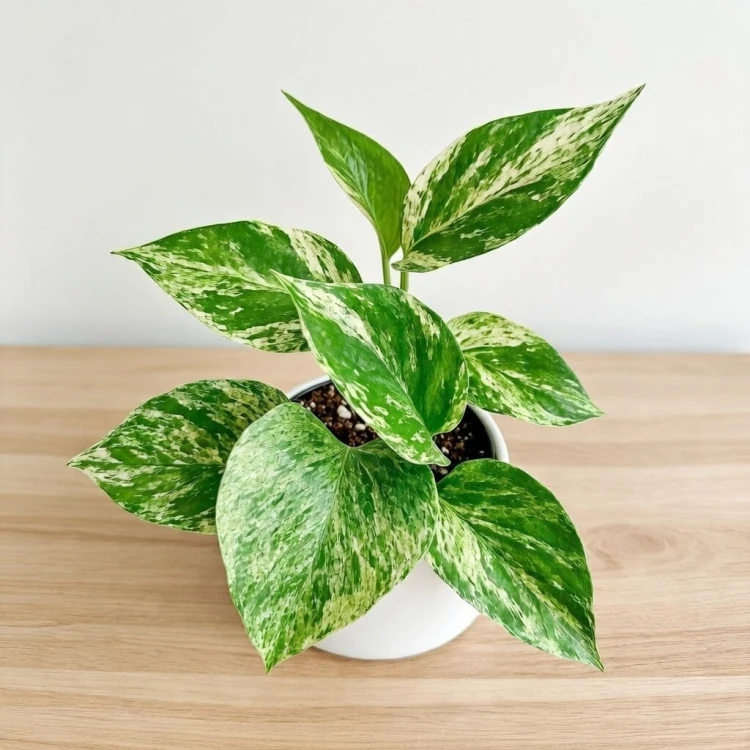 Epipremnum aureum Marble Queen P9 #5