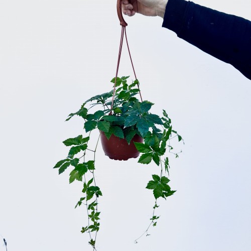 Winobluszcz Parthenocissus P17 wisząca #1